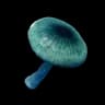 Mysterious Mushroom